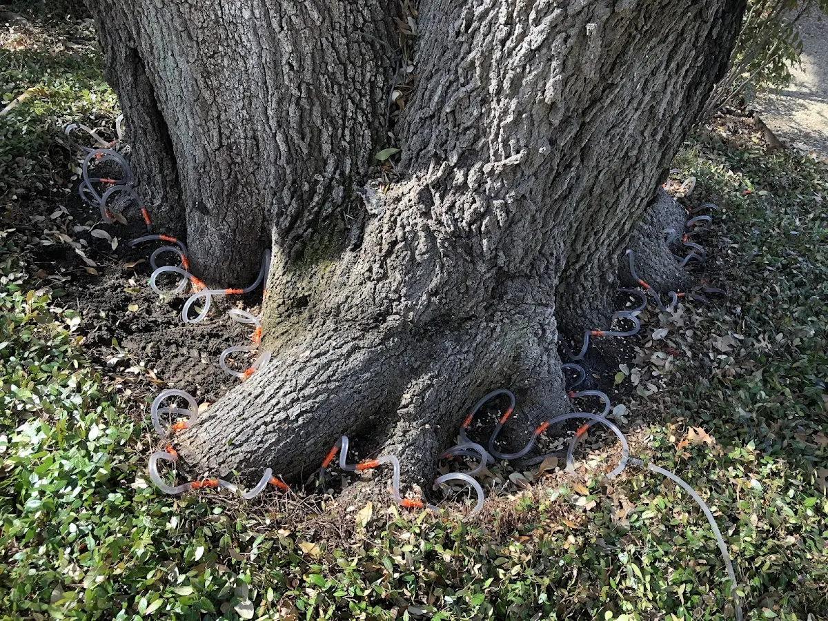Detailed Tree Cabling and Bracing job site in Uniopolis